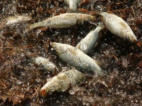 ¿En alguna ocasión has visto una lluvia.....de peces?