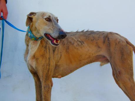 CAPITÁN TE NECESITA DE VERDAD... (SEVILLA)