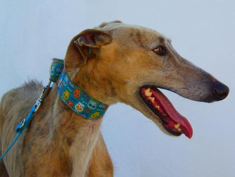 CAPITÁN TE NECESITA DE VERDAD... (SEVILLA)