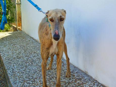 CAPITÁN TE NECESITA DE VERDAD... (SEVILLA)