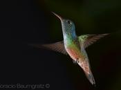 Picaflor esmeralda (Versicolored Emerald) Amazilia versicolor