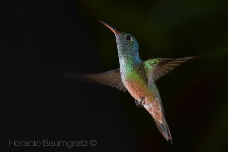 Picaflor esmeralda (Versicolored Emerald) Amazilia versicolor