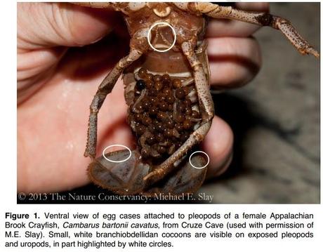 Interesante trabajo en cuevas de Estados Unidos