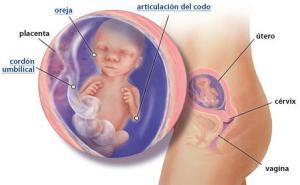 Mi embarazo: semana 17