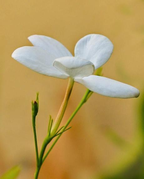 Perfume: Aire Sensual de Loewe