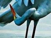 Poesía: canto desazón