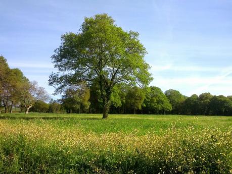 Mi Camino hacia Santiago    /      My Road to Santiago
