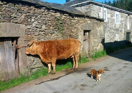 Mi Camino hacia Santiago    /      My Road to Santiago