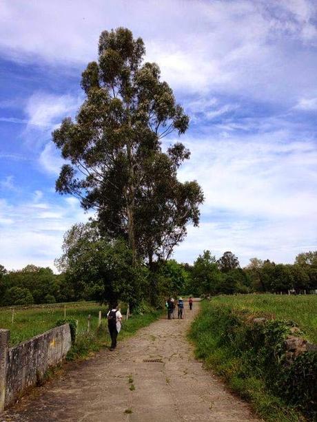 Mi Camino hacia Santiago    /      My Road to Santiago