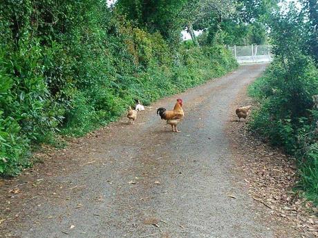 Mi Camino hacia Santiago    /      My Road to Santiago