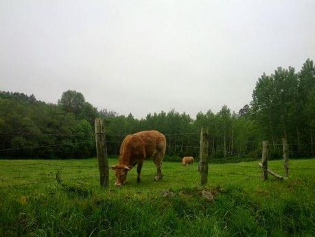 Mi Camino hacia Santiago    /      My Road to Santiago