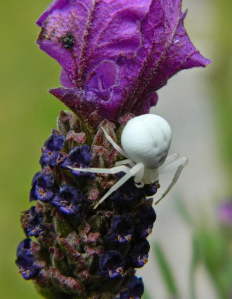 Un capítulo más de la primavera y unos días menos para el verano.