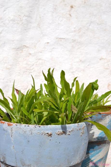 Diy ... packing + evolucion de falsa Kokedama y semillas