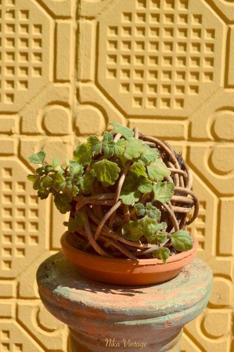 Diy ... packing + evolucion de falsa Kokedama y semillas