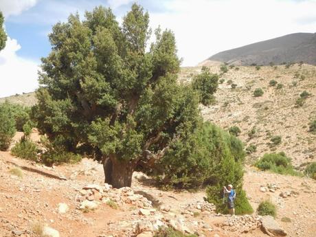 La sabina albar de Marruecos. Valle Aït Bouguemez