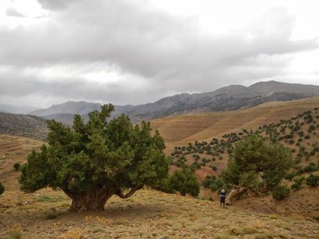 La sabina albar de Marruecos. Valle Aït Bouguemez