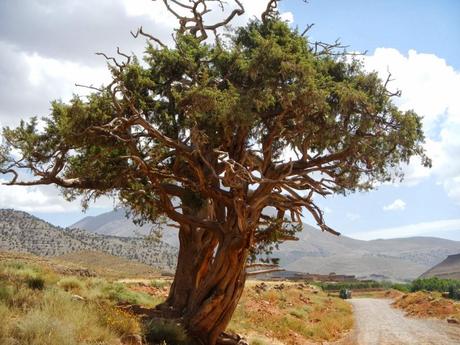 La sabina albar de Marruecos. Valle Aït Bouguemez