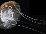 Pelagia benovici, nueva especie medusa descubierta Mediterráneo