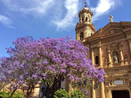 La bella jacaranda por las calles de Sevilla.