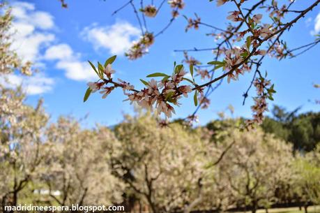 Flor del almendro