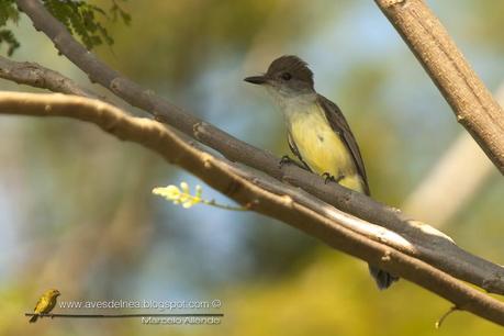 Burlisto pico canela (Swainson´s Flycatcher) Myiarchus swainsoni