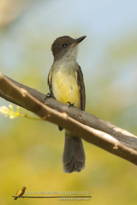 Burlisto pico canela (Swainson´s Flycatcher) Myiarchus swainsoni