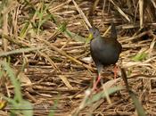 Gallineta negruzca (Blackish Rail) Pardirallus nigricans