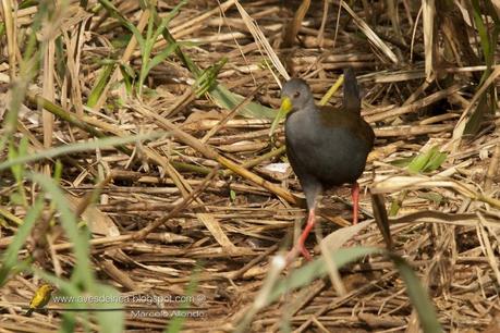 Gallineta negruzca (Blackish Rail) Pardirallus nigricans