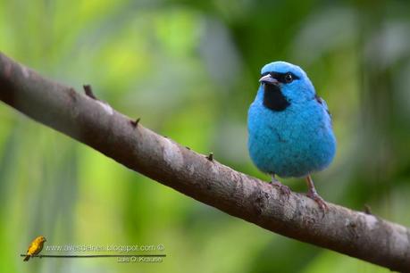 Saí azul (Blue Dacnis) Dacnis cayana