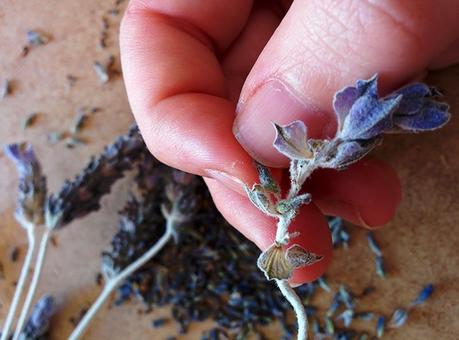 recolectar lavanda