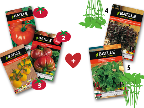 asociación tomate + albahaca