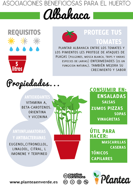 Beneficios de la albahaca