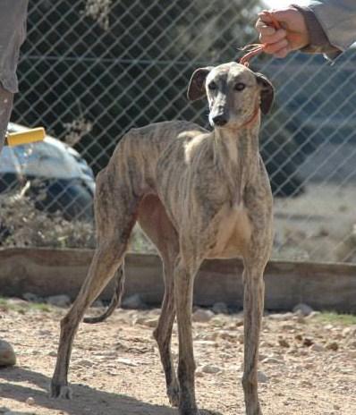 NANI, PRECIOSA GALGA EN ADOPCIÓN. (CUENCA)