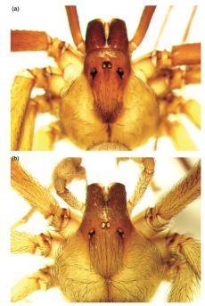 a) Forma del violín de L. reclusa. b) Forma del violín de L. Rufescens