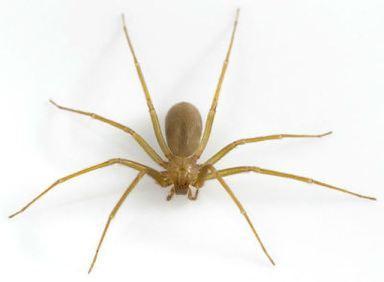 12 Preguntas y respuestas sobre el caso de las arañas reclusas en Montequinto.