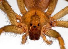 12 Preguntas y respuestas sobre el caso de las arañas reclusas en Montequinto.