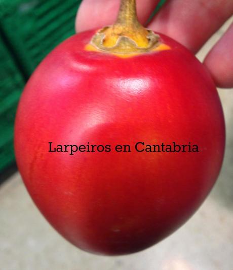 Vino Blanco Yenda 2013 Albariño y Godello