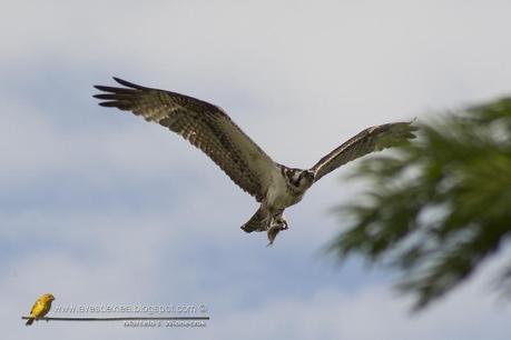 Águila pescadora (Osprey) Pandion haliaetus