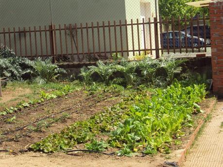 EL HUERTO ESCOLAR EN MAYO