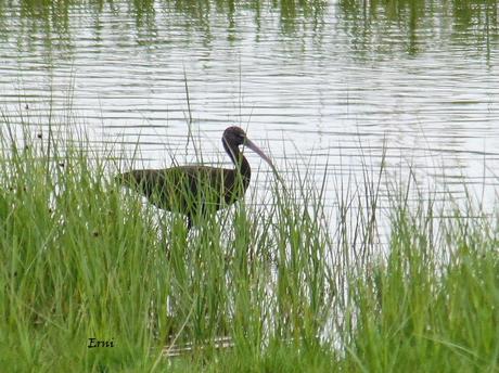 GANDARIAS MANTIENE EL NIVEL