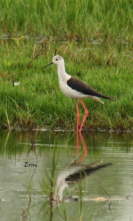 GANDARIAS MANTIENE EL NIVEL