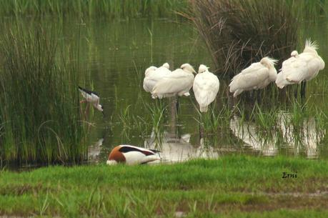 GANDARIAS MANTIENE EL NIVEL
