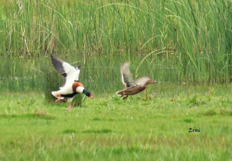 GANDARIAS MANTIENE EL NIVEL