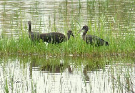 GANDARIAS MANTIENE EL NIVEL