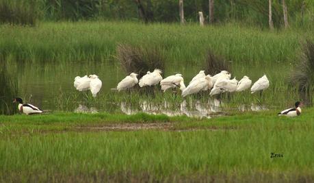 GANDARIAS MANTIENE EL NIVEL