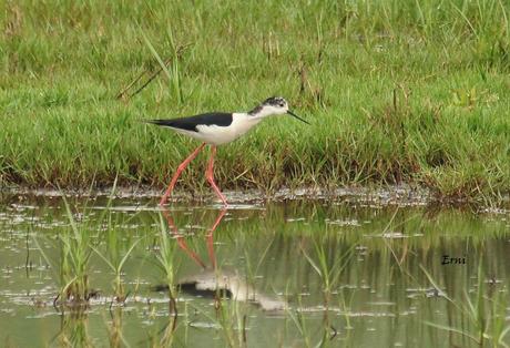 GANDARIAS MANTIENE EL NIVEL