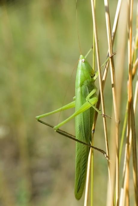 Ruspolia nitidula (Scopoli, 1786)
