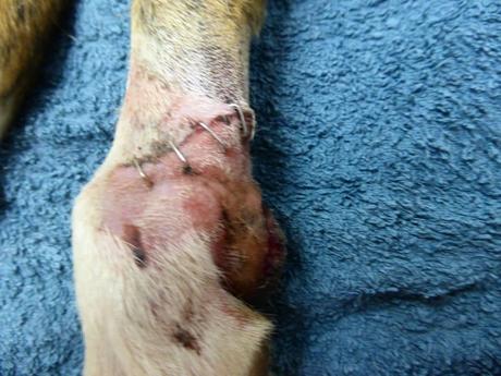 TAMI, GALGA ATROPELLADA, NECESITA AYUDA PARA SU OPERACIÓN. (SEVILLA)