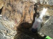 Tami, galga atropellada, necesita ayuda para operación. (sevilla)