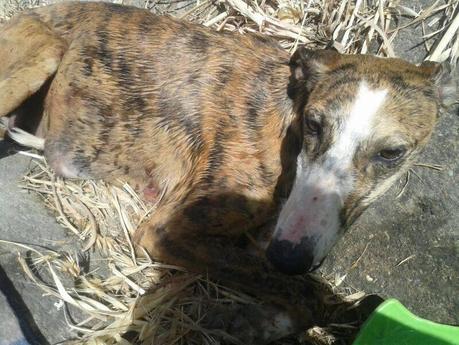 TAMI, GALGA ATROPELLADA, NECESITA AYUDA PARA SU OPERACIÓN. (SEVILLA)